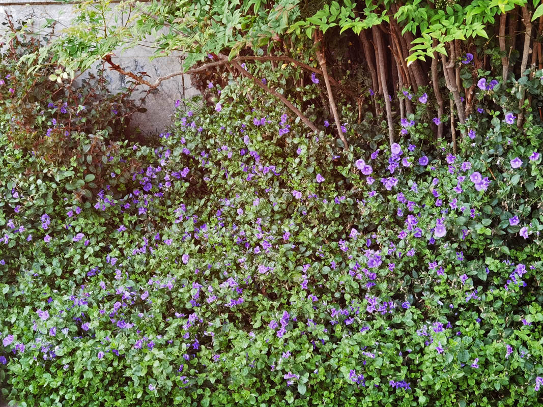 Convolvulus sabatius